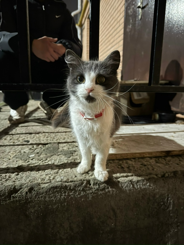 Кошечка все еще ждет своих любимых хозяев. Она ласкова?...