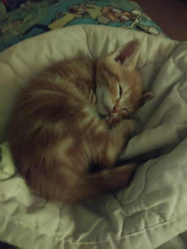 Бляцкий Сплошной наелся и спит!