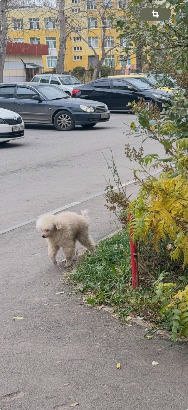 Пропал пудель! Помогите вернуть домой!
Инорс, Тухвата Я...