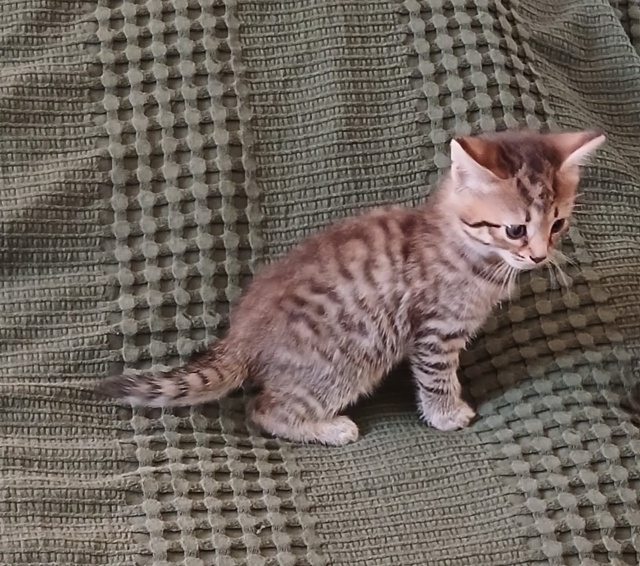 Отдам котят в добрые руки от Бенгальской кошки! Мальчи?...