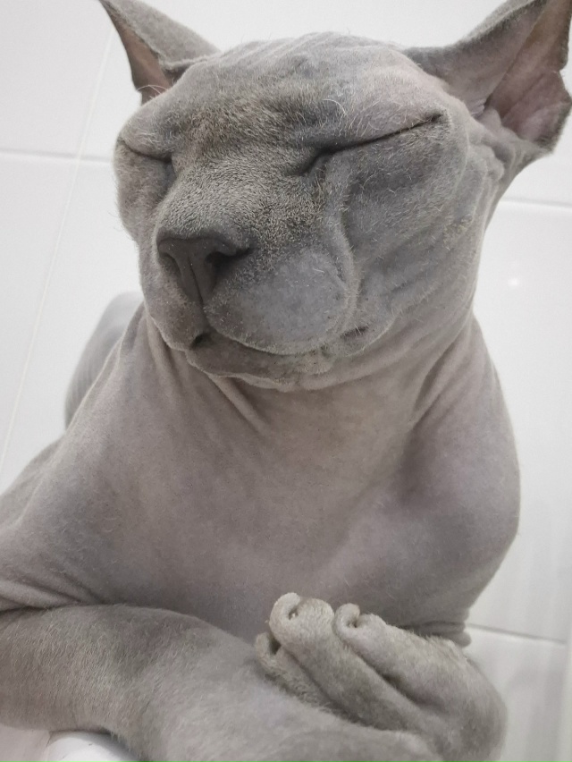 Мой большой Абю. Любит забуриваться в пледик.