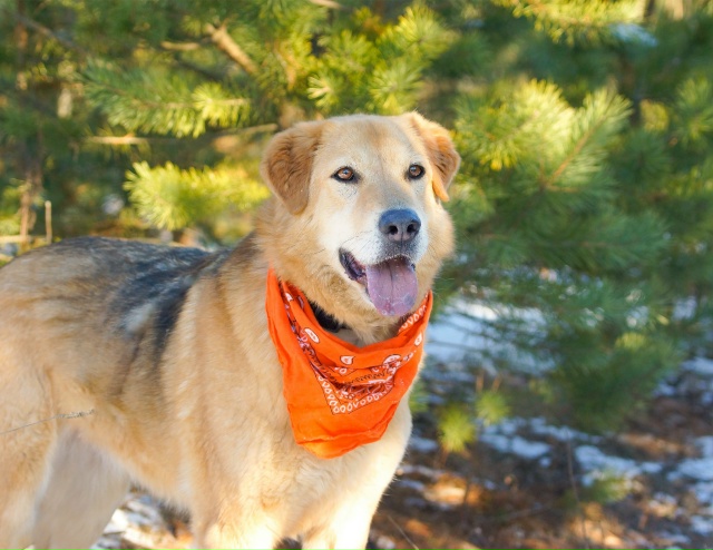 НУЖЕН ДОМ В МОЖАЙСКЕ!!!
Знакомьтесь Боня — она же Бони?...