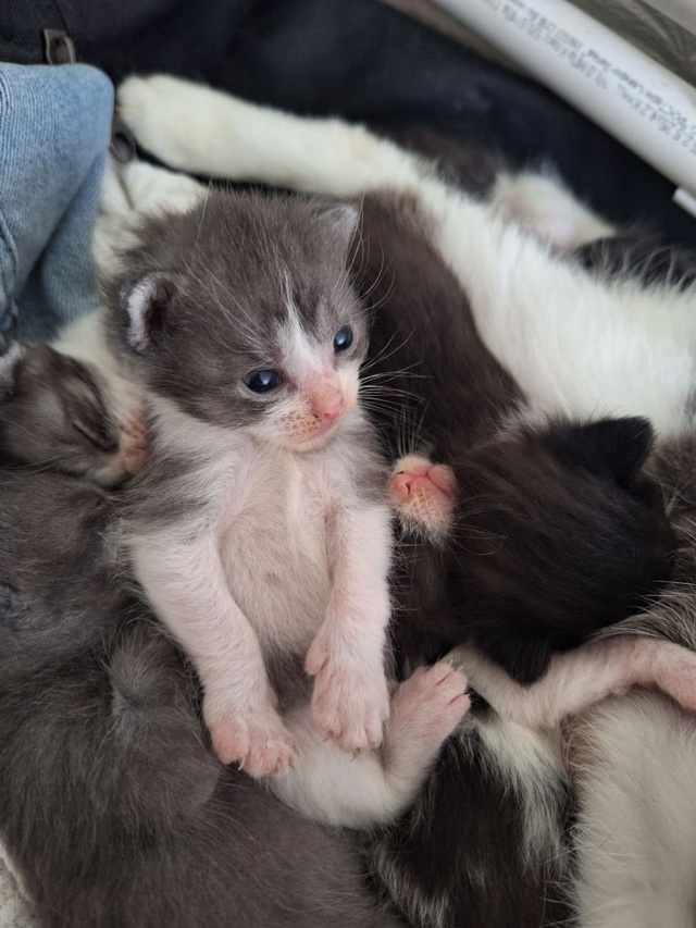 котята в добрые руки
писать в личные сообщения