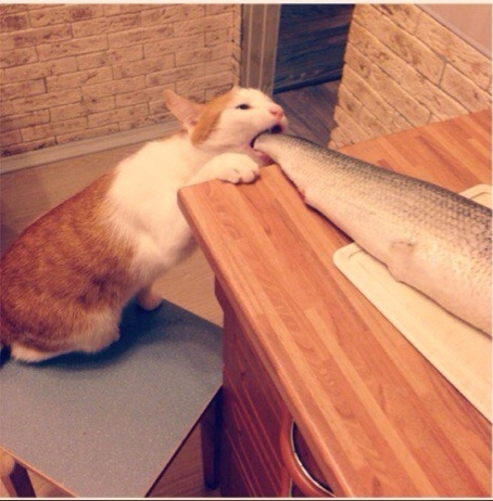 Наглость второе счастье!!!😃