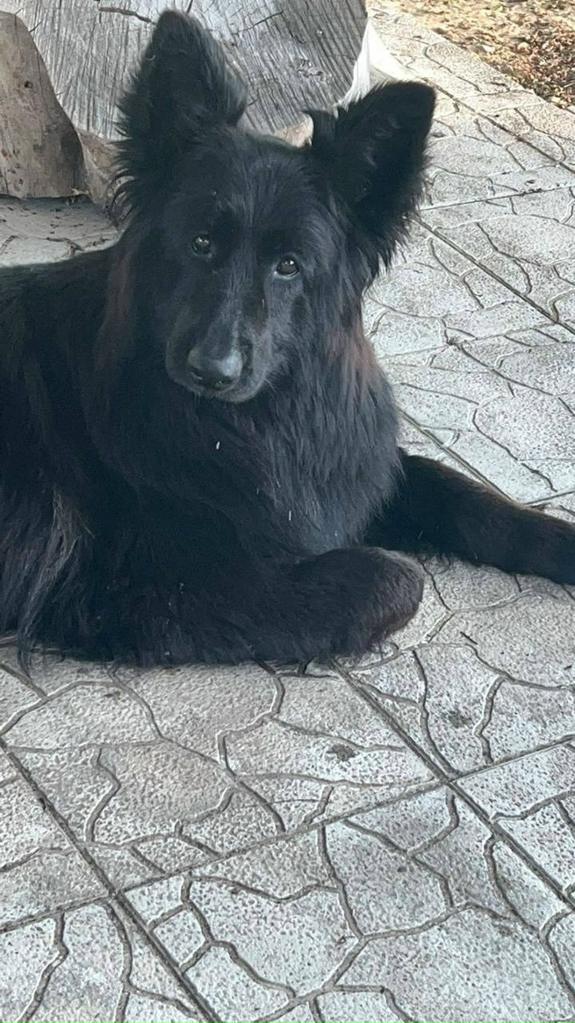 🆘 СРОЧНО! ПРОПАЛА СОБАКА! МАКСИМАЛЬНЫЙ РЕПОСТ!
Друзья...