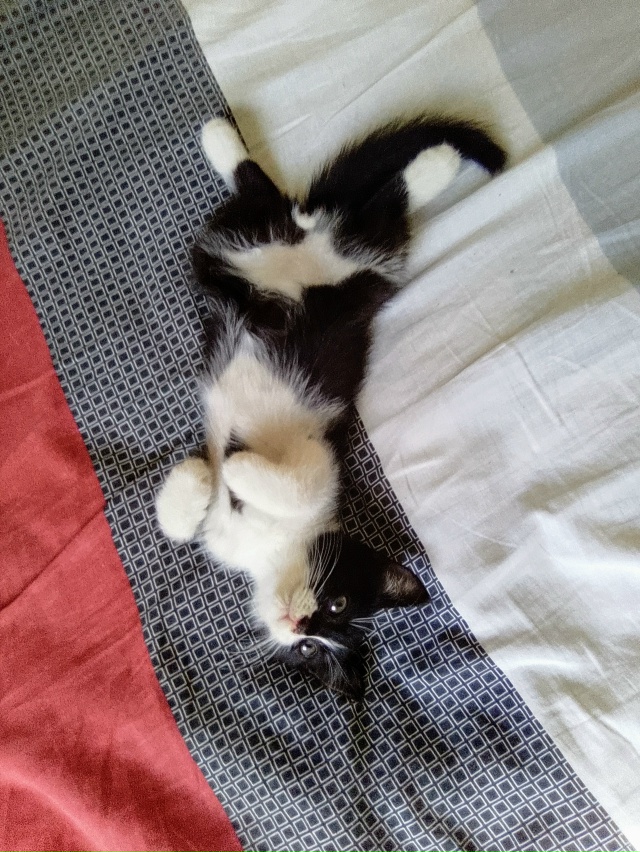 Замечательный котик Кекс ищет заботливых и надежных м?...