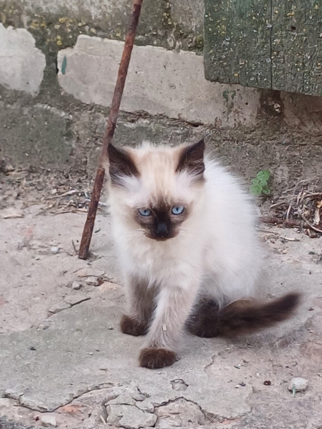 Кошечку в добрые руки.