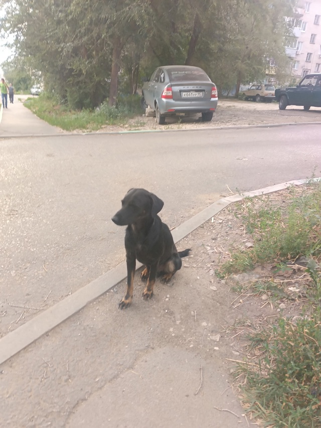 Пристраивается в самые добрые руки щенок, мальчик, воз?...