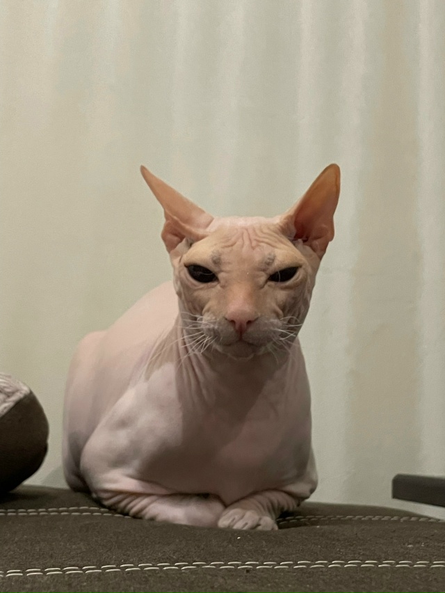 А это у нас Феникс, а так же Фенюша, Фенечка, Фенюшечка, ?...