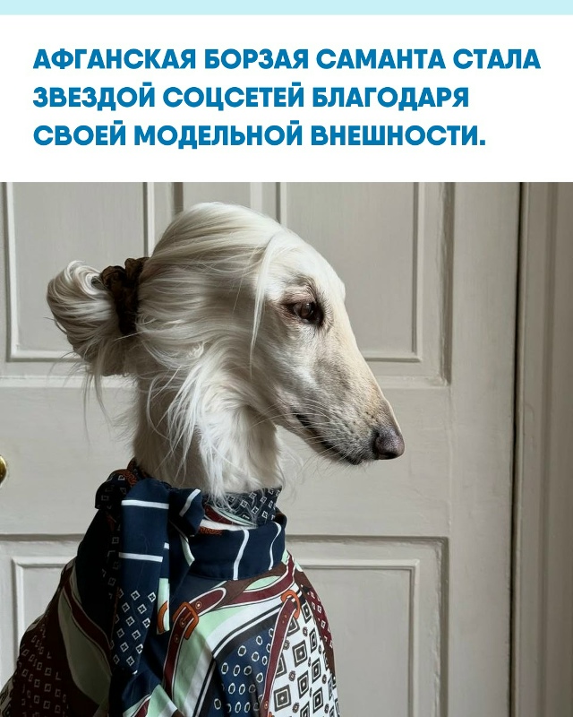 Собака с длинной шелковой шерстью и аристократичным в?...