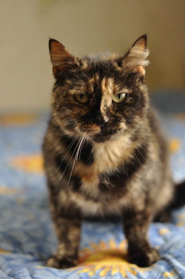 КОРИЦА ищет свой дом! 🧡
Вы любите булочки с корицей?
П?...