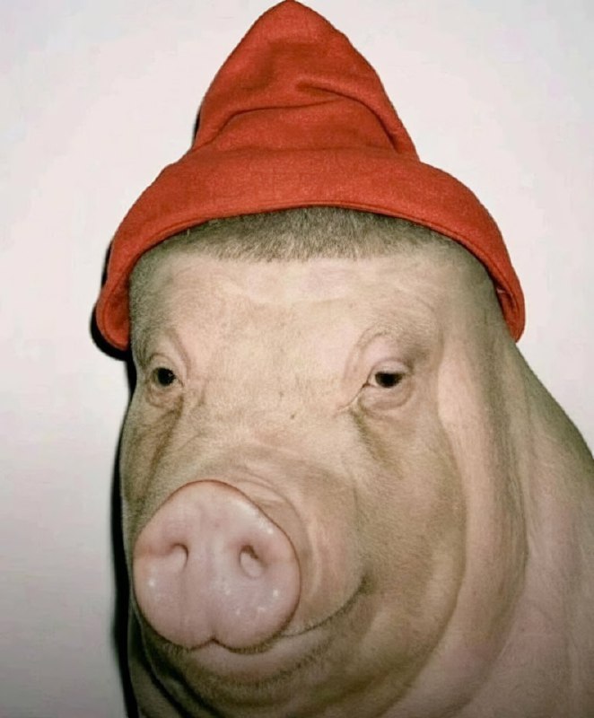 В интернете появился новый мем