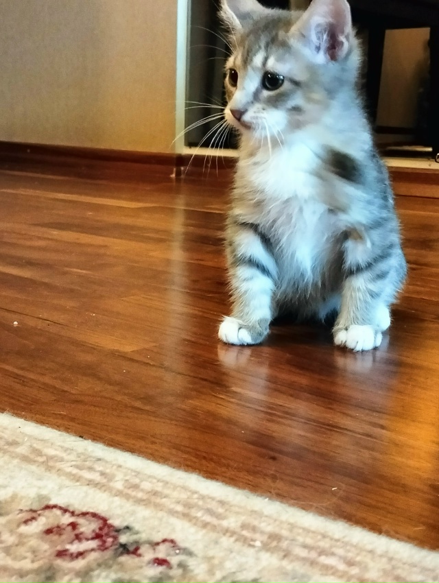 Санкт Петербург и ЛО! Мальчишка Тай ищет дом и своего х?...