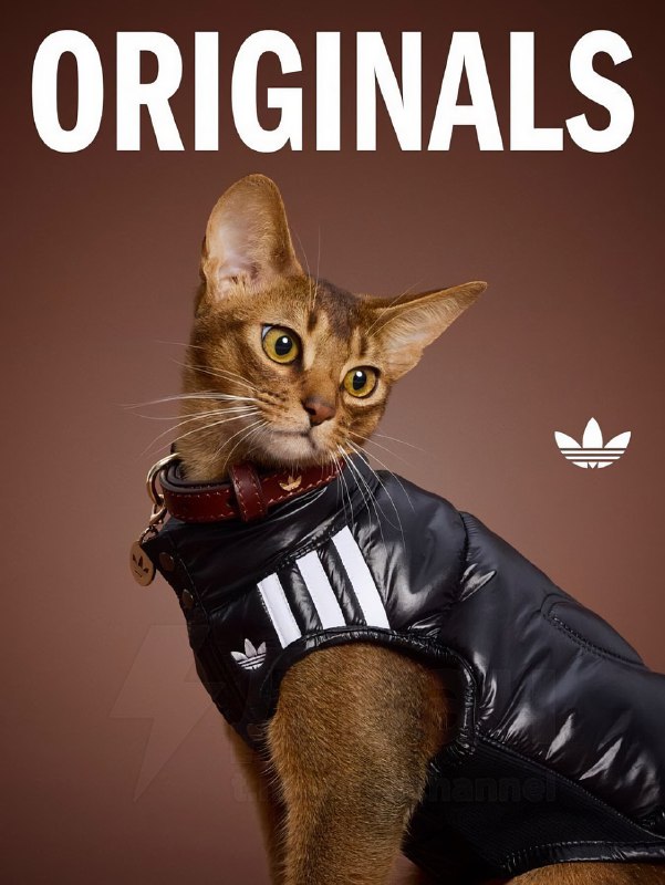 Adidas в Китае представил новую линейку одежды для питомцев — да, теперь есть осенне-зимние вещи для
