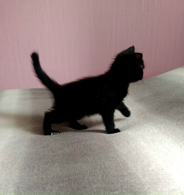 Кто хочет черного котика на счастье? Вот эта маленькая ...