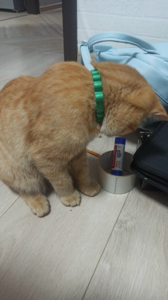 Потерялся котенок взрослый в районе юбилейный .Рыжий ,...