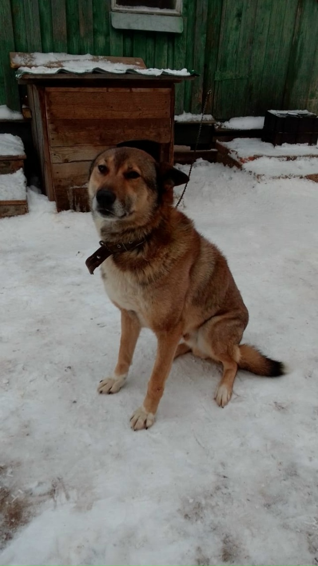 Здравствуйте. В д. Покровское остались без попечения к?...
