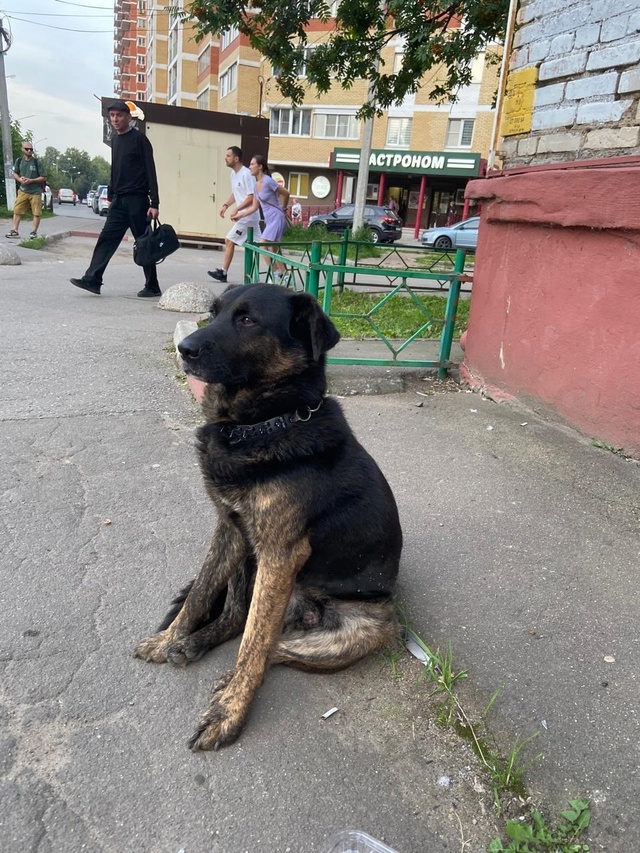 Чей пес???? В строгом ошейнике. Был на Школьной, потом ос?...