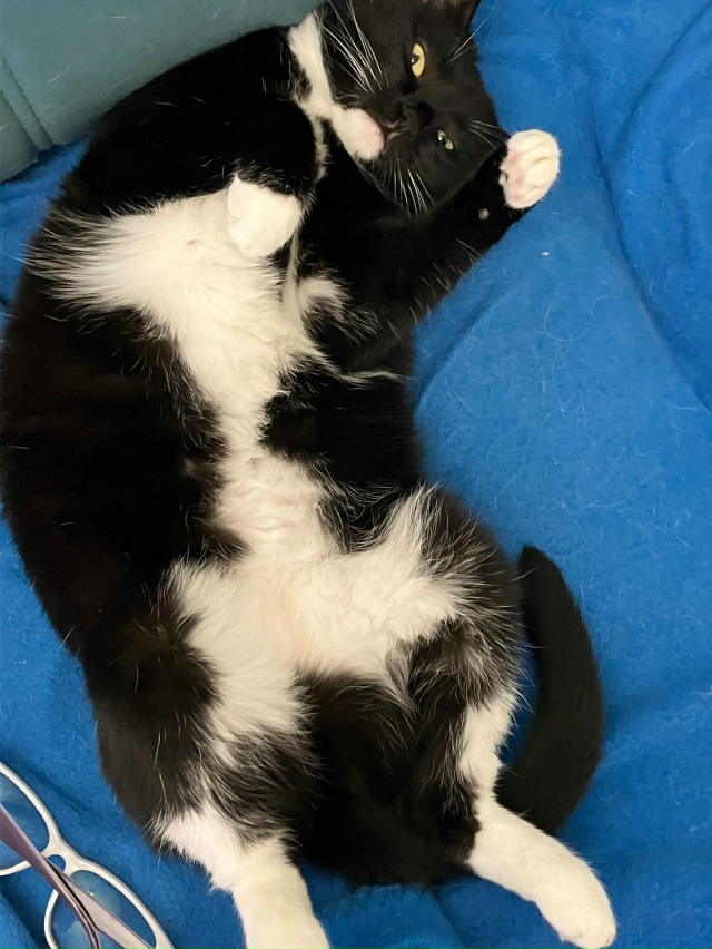 Пристраиваю кошечку Лолита (Лола) 5 лет ,стерилизована ...