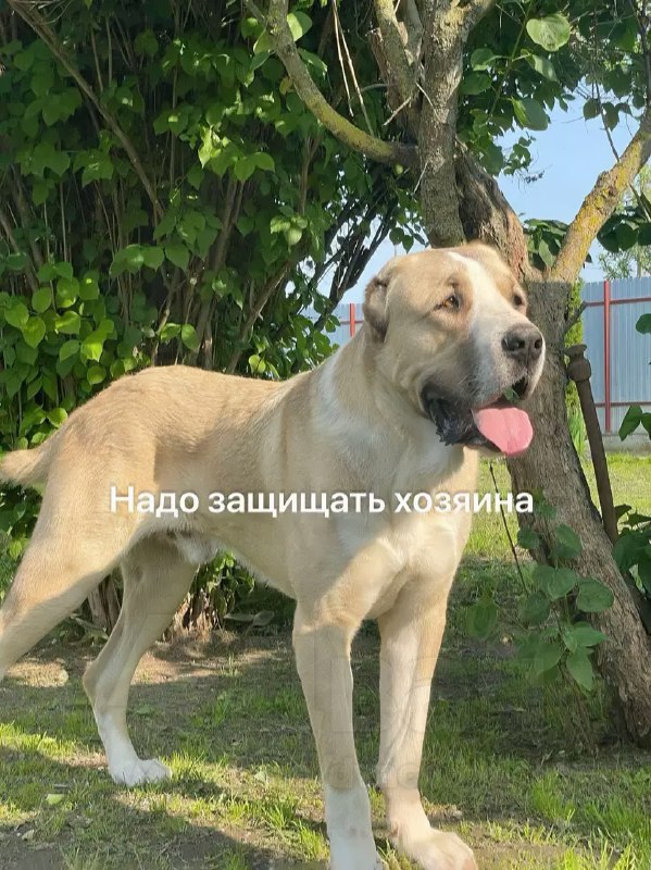 База мопсов