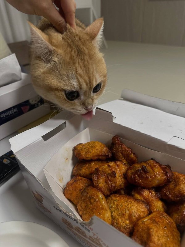 Ну вот ты и попавась, курочька!!!!!