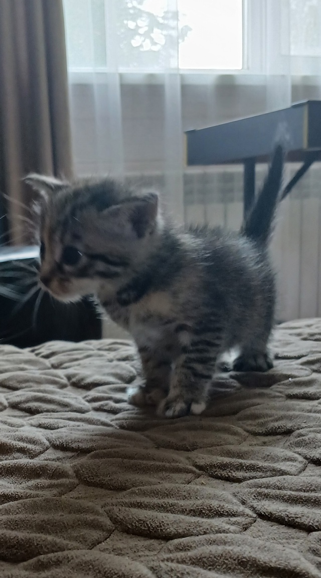 Отдам котят в добрые руки.Котята кушают сами,ходят в ло...