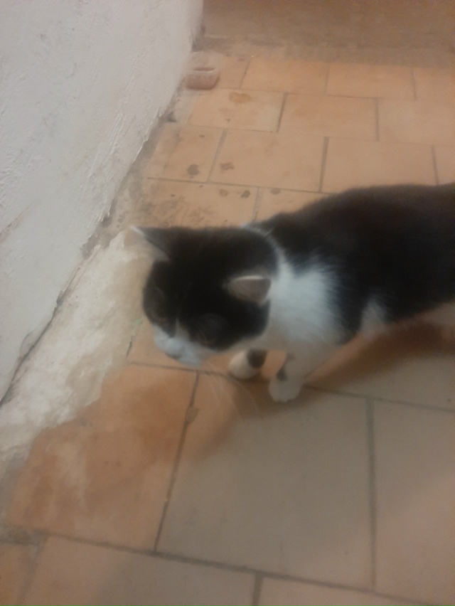 Хозяин найдись)покормили, очень ласковый или ласковая)...