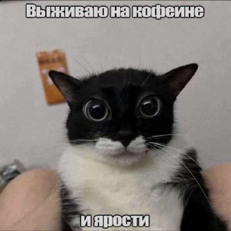 Кошачья подборочка
Спать, режим