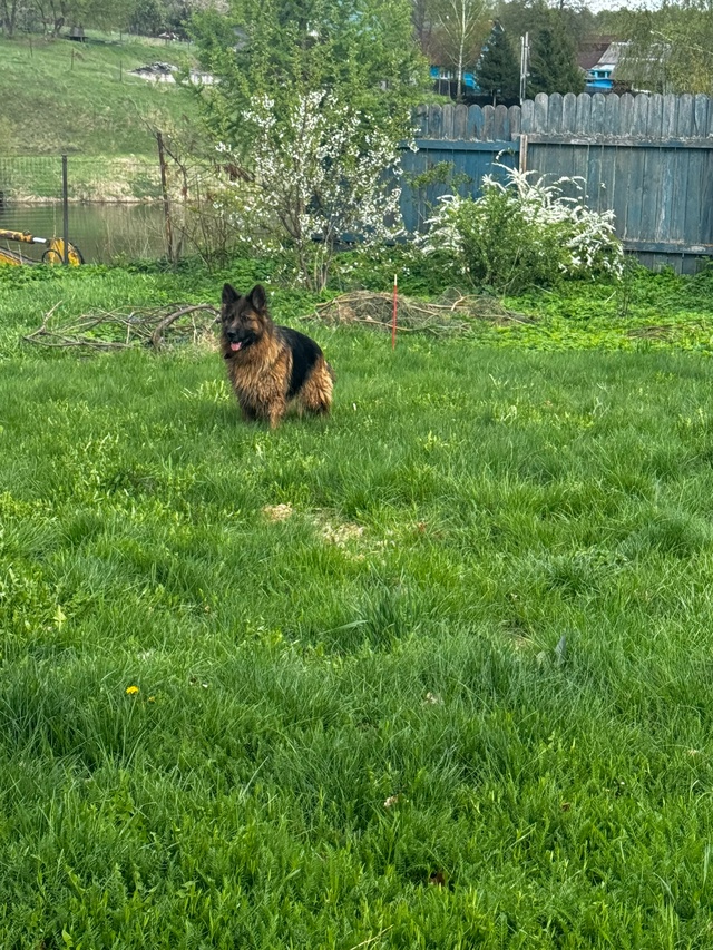 Добрый вечер! Из деревни Вяземское убежала немецкая ов...