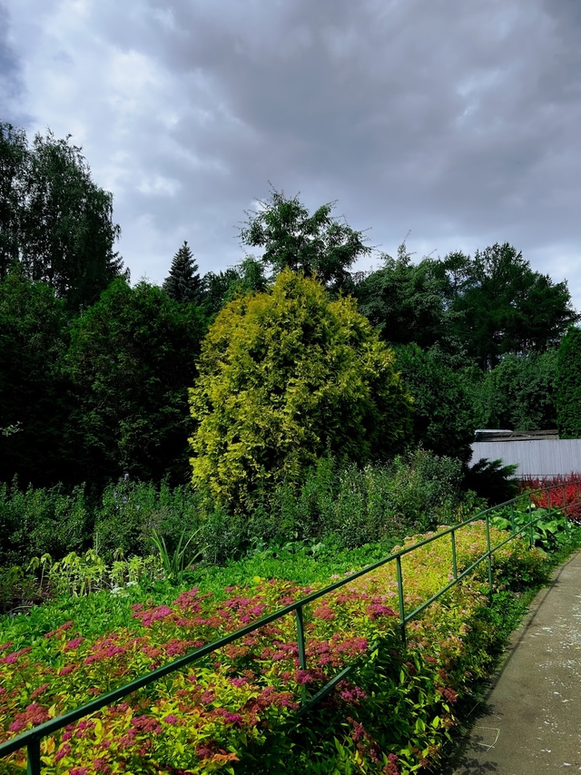 Прогулка по летнему дендропарку после дождя🌳⛅️