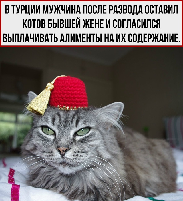 Если реинкарнация реальна, то в следующей жизни мне бы ...