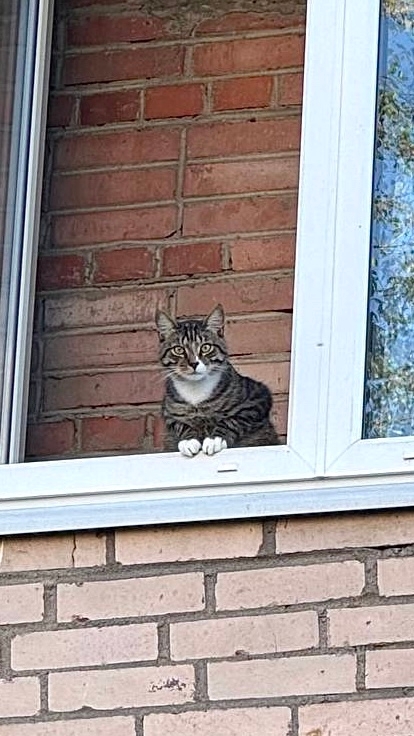 Пропал кот по кличке «Мурзик», будем благодарны за люб?...