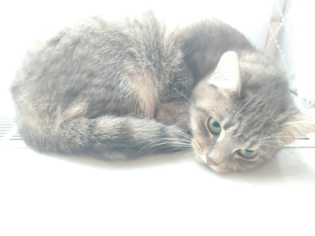 Не #мявстерская
Абрикоська
Греемся на решётке батареи ...