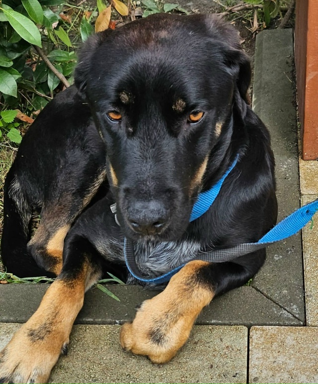 Одного встретили на трассе без уха.Эти глаза .Такой был...