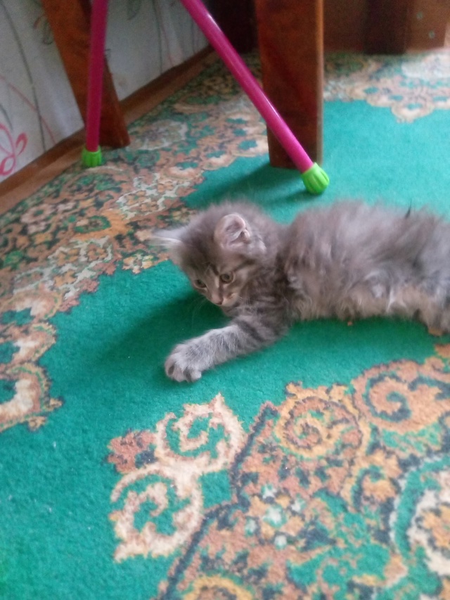 Потерялся котёнок на бульвар текстильщиков 17, кто виде...
