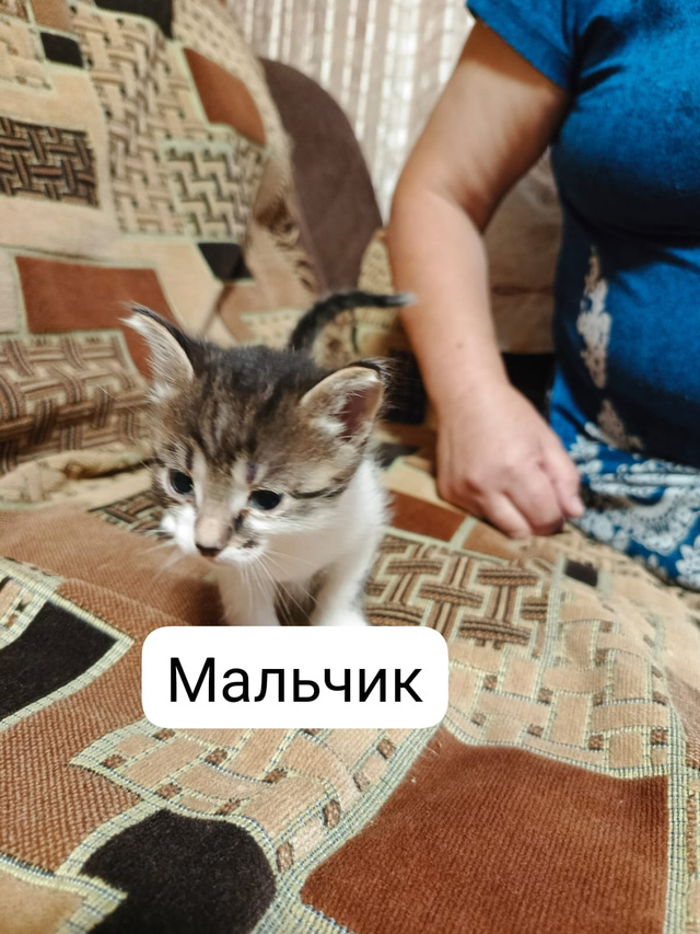Отдам котят в добрые руки, котятам исполнился месяц ро...