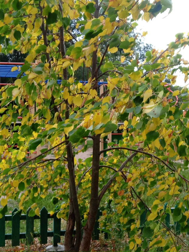 В начале августа в Орск внезапно пришла осень 🍁🍁🍁
