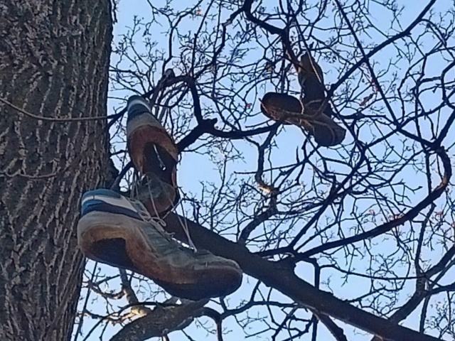 ? В Загородном парке на дереве заметили необычные укр...