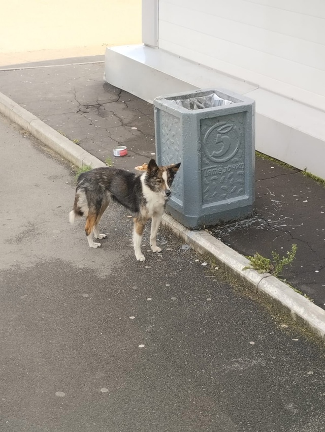 У пятерочки на Луначарского у авангарда сидит собачка,...