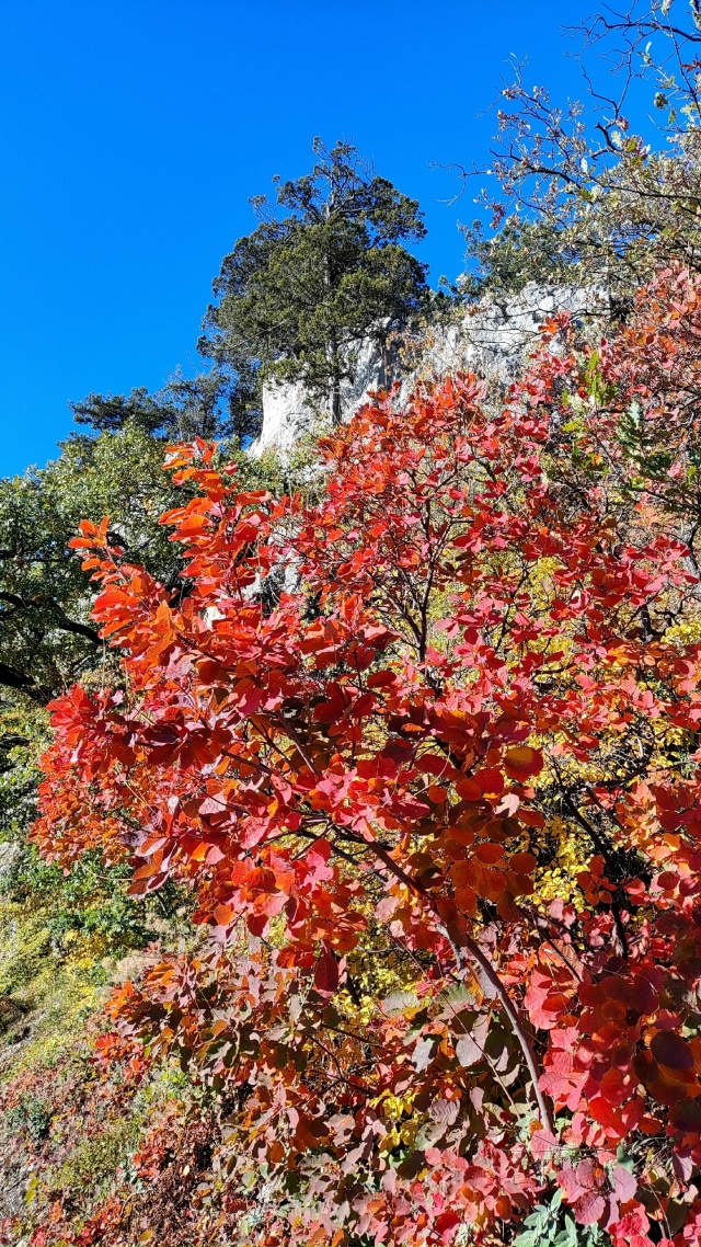 Как же это красиво! 😍
Настоящая золотая осень в Ялте ???...