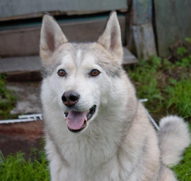 Красавец Саян ищет семью 🐕
Этот пёсо-парень жил со св?...