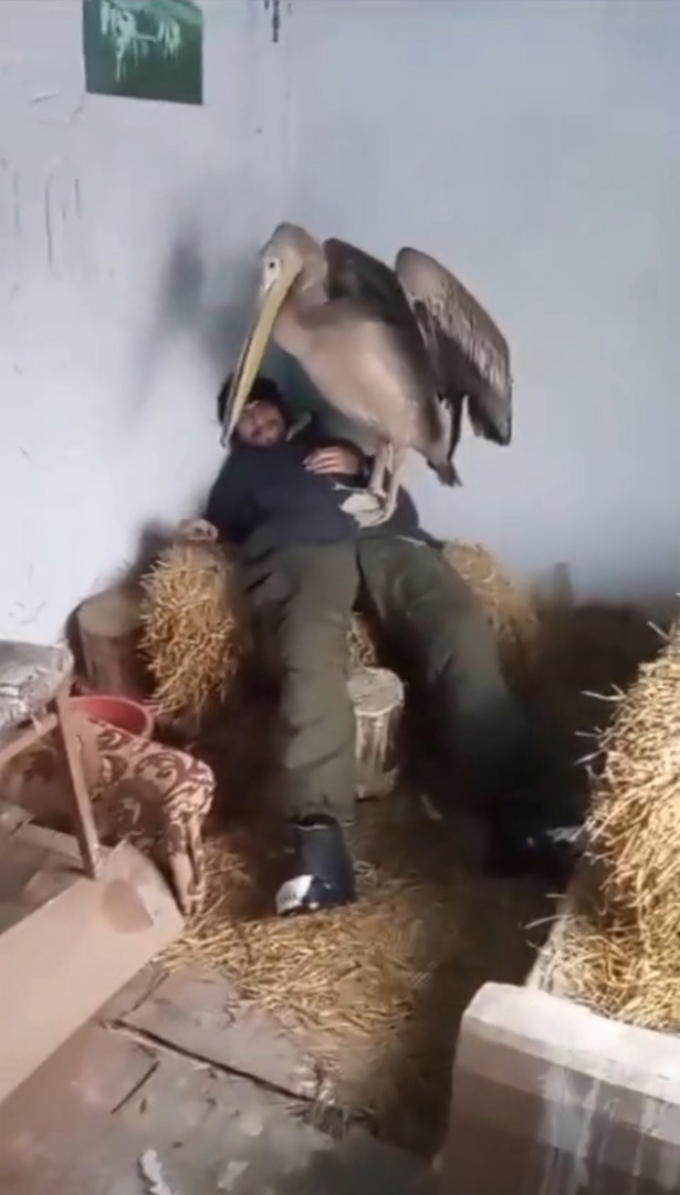 домашнее животное