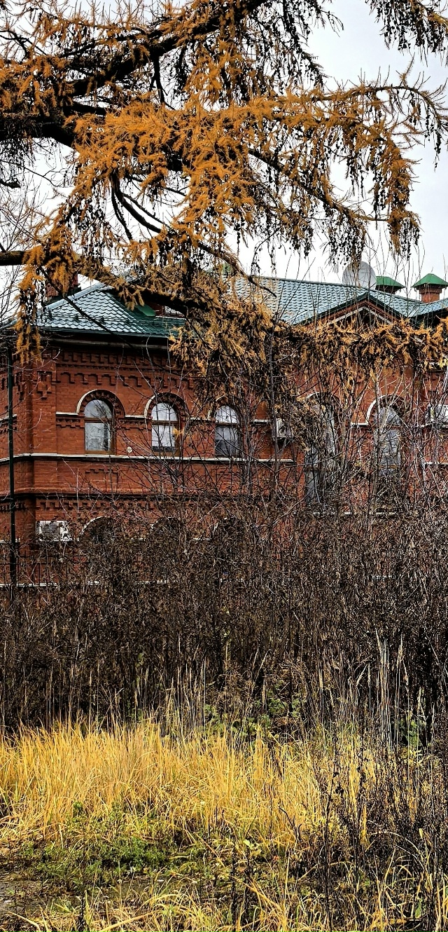 В Перми растет удивительное дeрево – лиственница, кото...