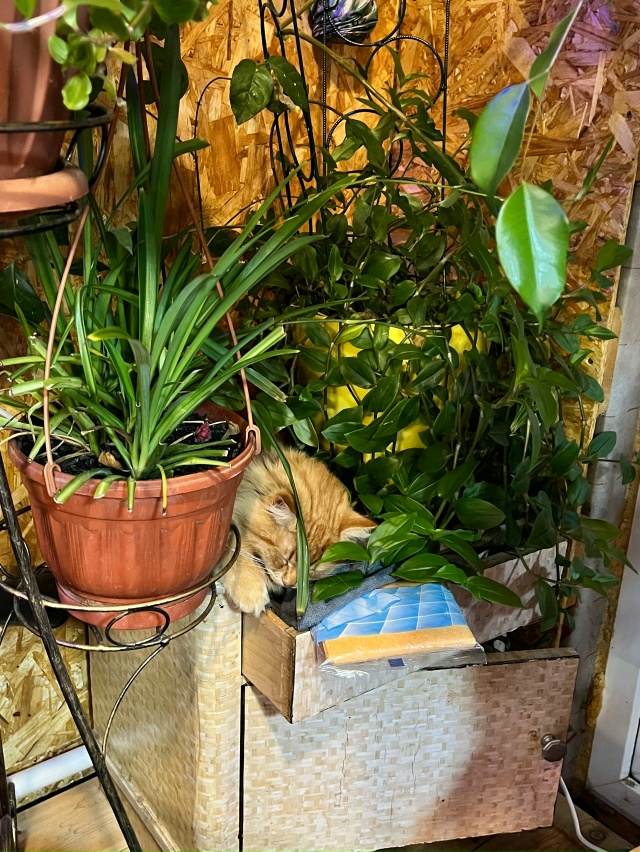 Найди кота 😻