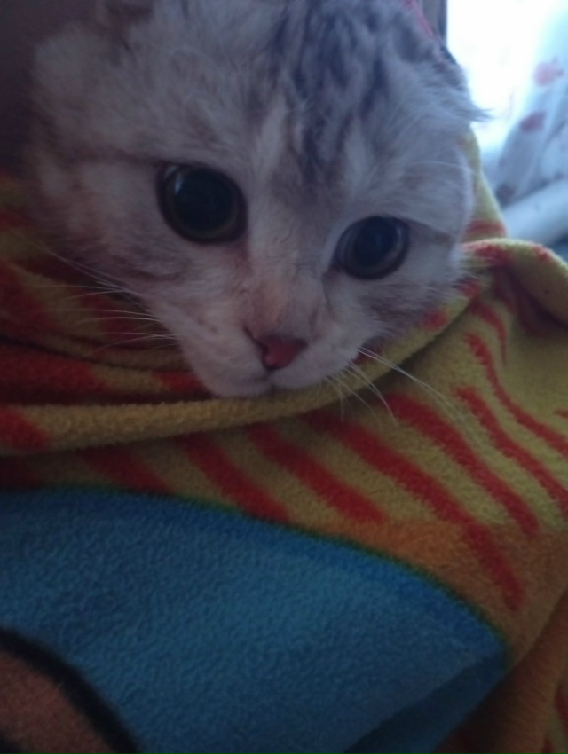 Потерялся кот кнопик, верните, пожалуйста 🥺