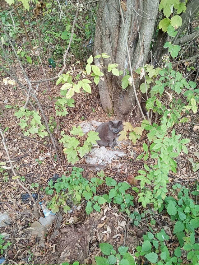 Помогаю информационно.
Чья кошка? Живёт под деревом в 1...