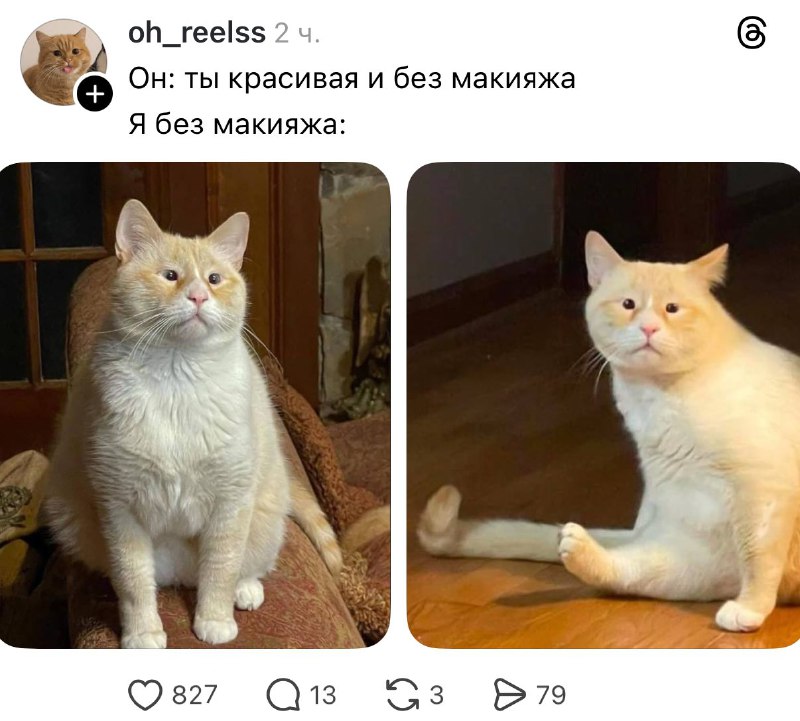 Девочки, кто? 🤓