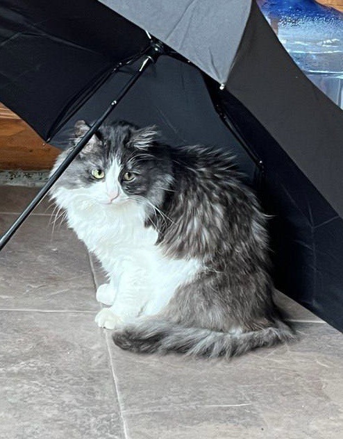 Пропала кошка в районе Верхних Муллов. Ушла из дома (ча?...