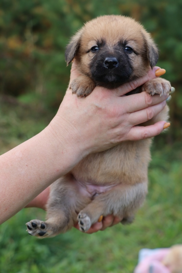 В поисках самых любящих и ответственных хозяев очаров?...