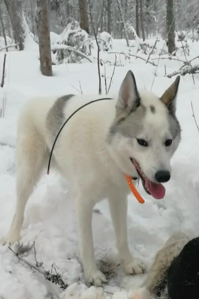 Пропала собака, без ошейника. На боку пятнышко в виде с?...